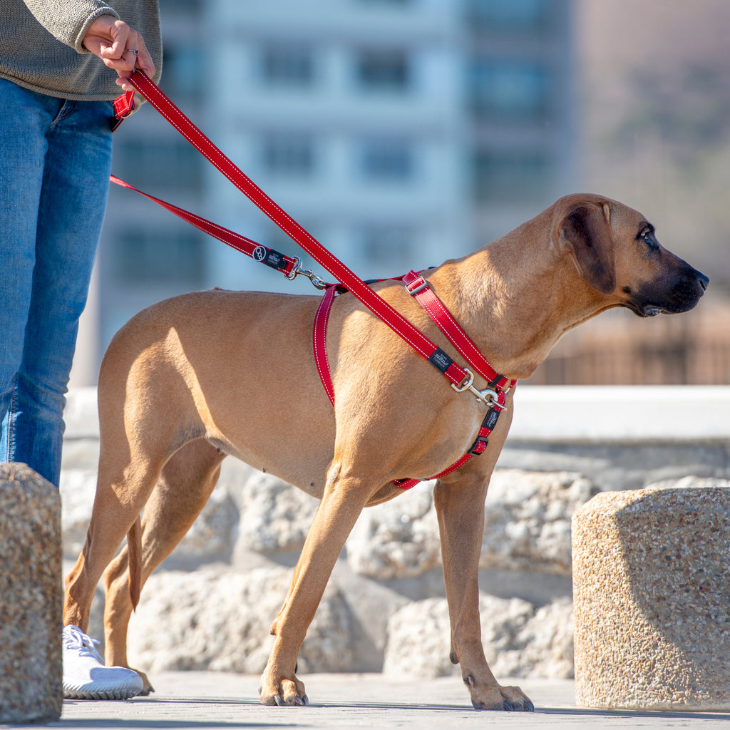 Rogz Control Multi-Leash