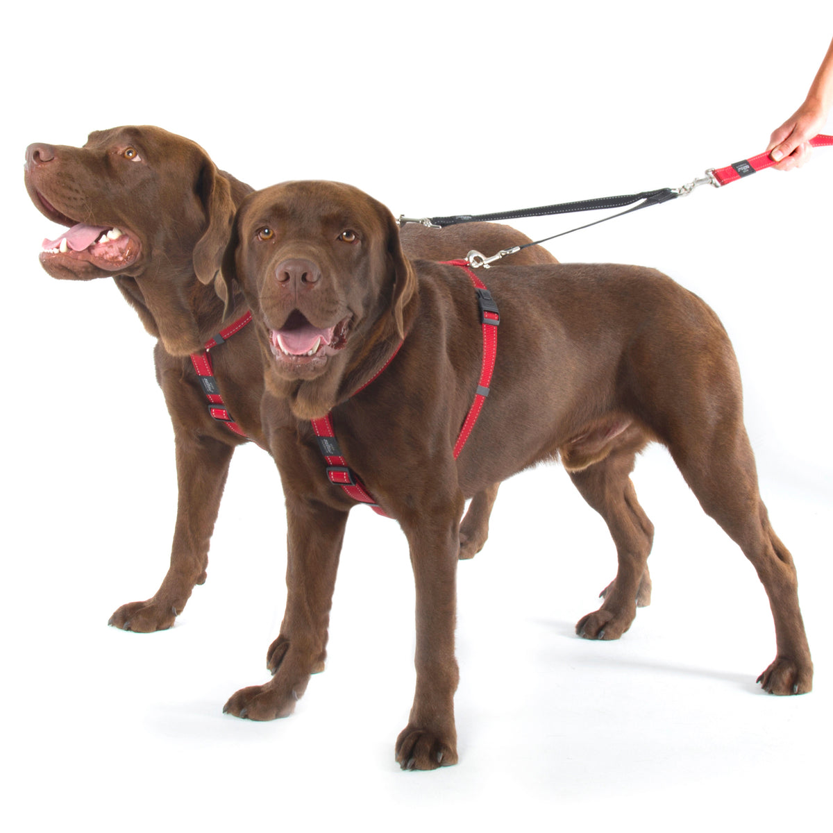 Rogz Double Split Dog Leash