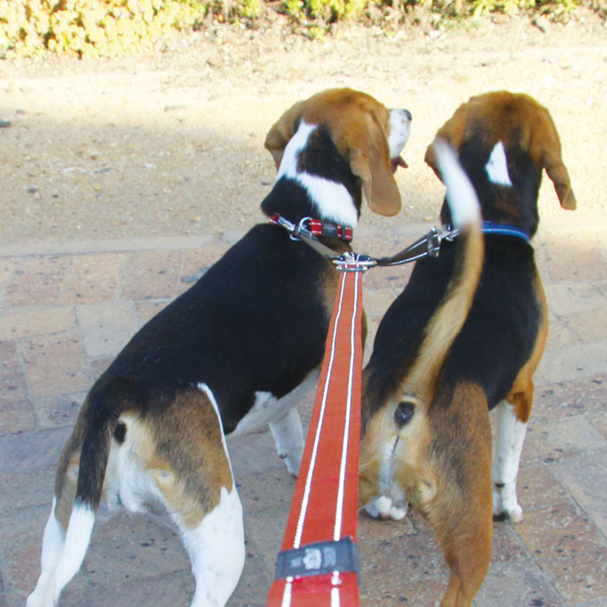 Rogz Double Split Dog Leash