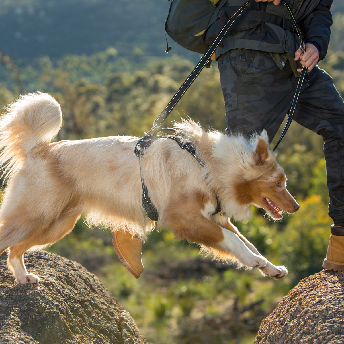 Rogz Multi Purpose Leash