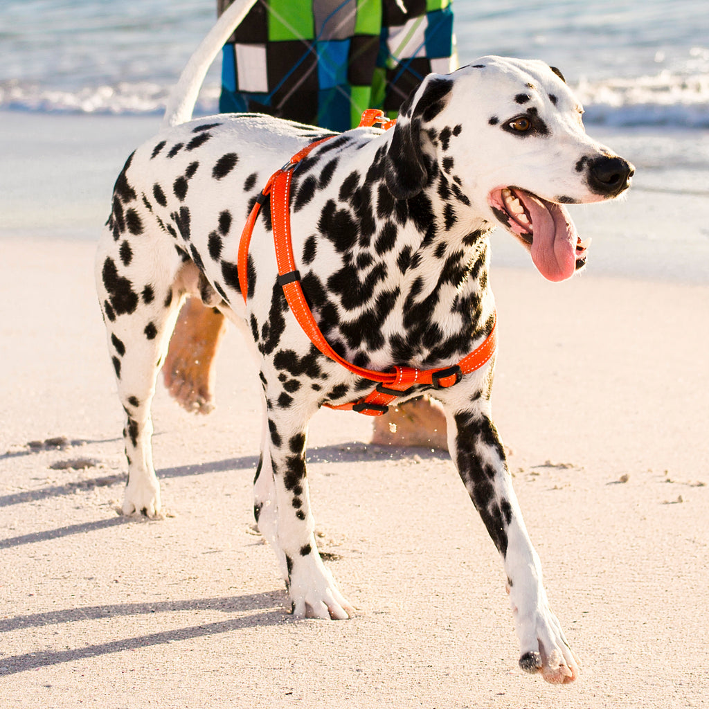Classic Step In Dog Harness Reflective