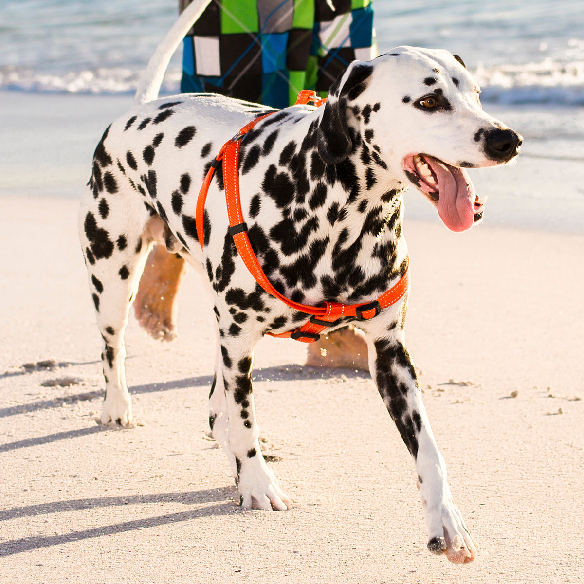 Classic Step In Dog Harness Reflective
