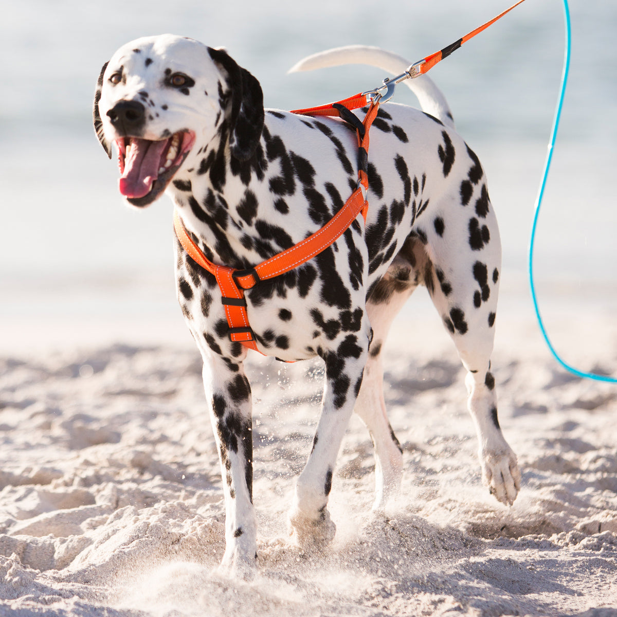 Classic Step In Dog Harness Reflective