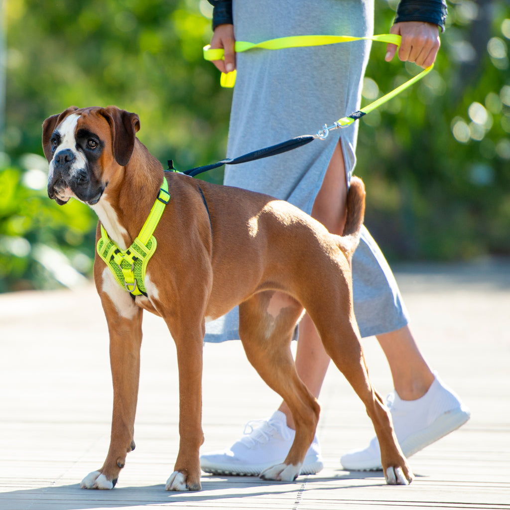 Stop Pull Harness