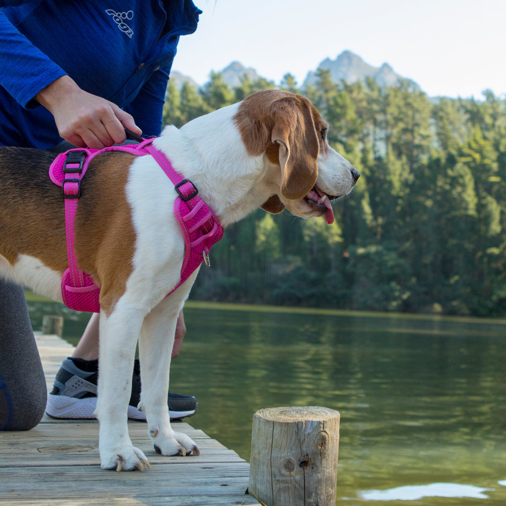 Explore Harness