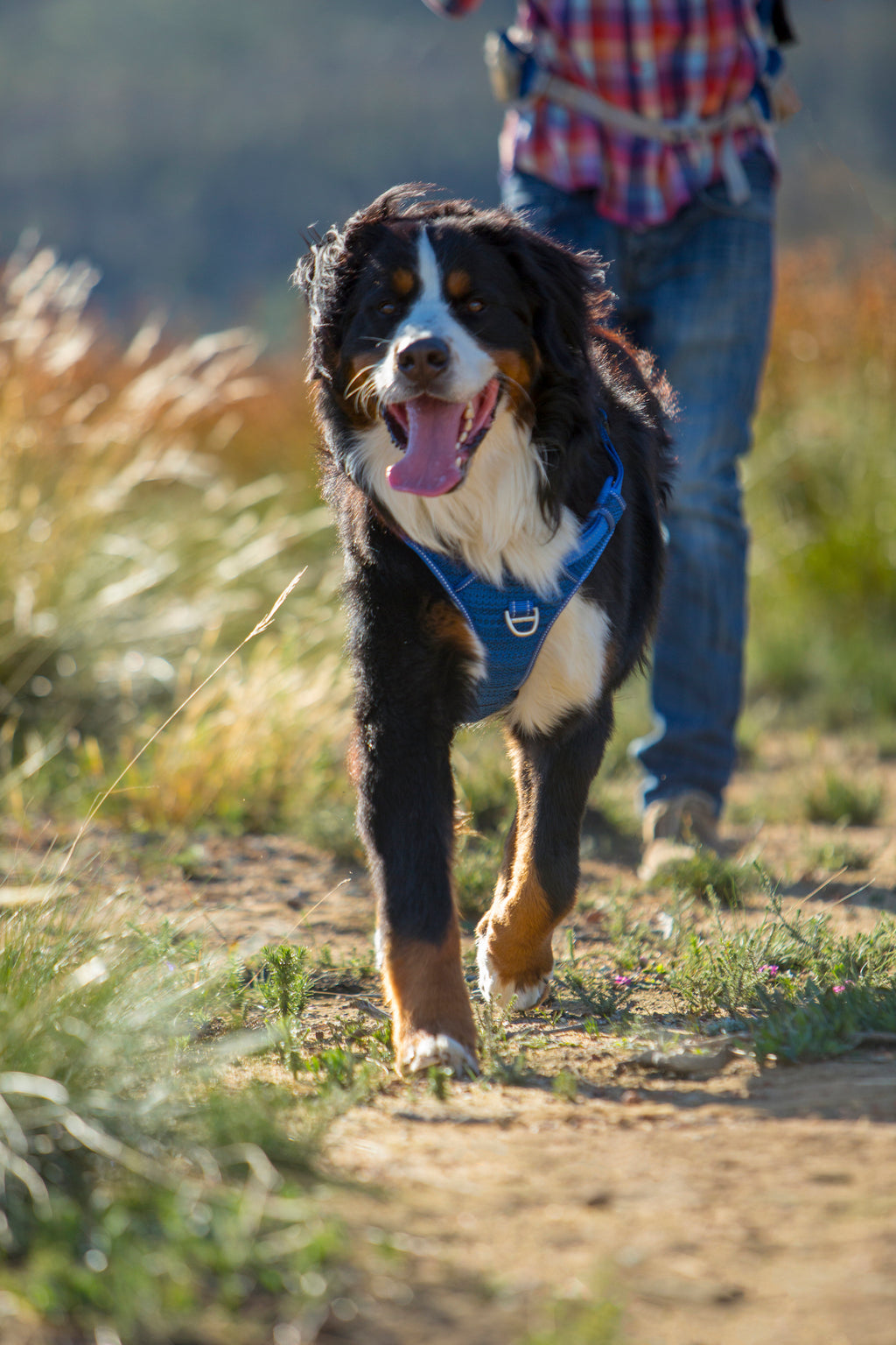 Explore Harness
