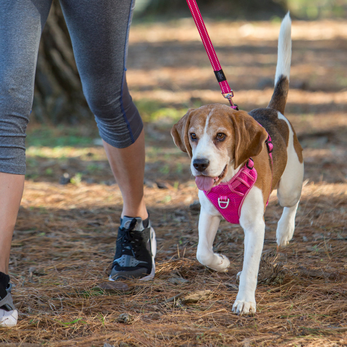 Explore Harness