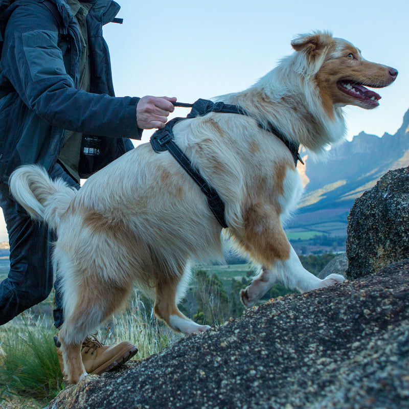 Rogz Explore Dog Harness