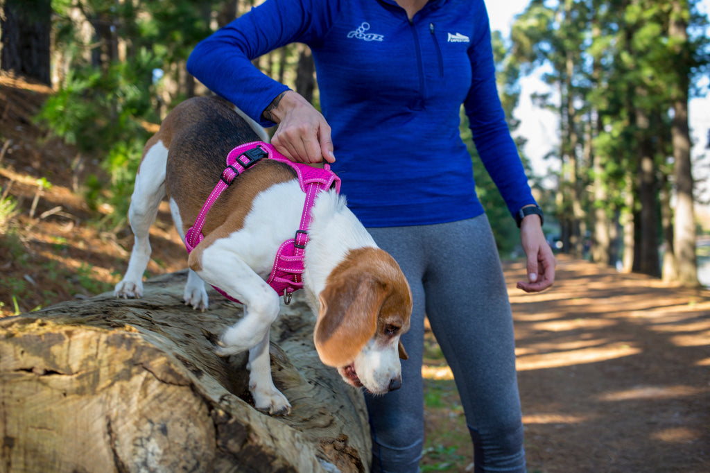 Explore Harness