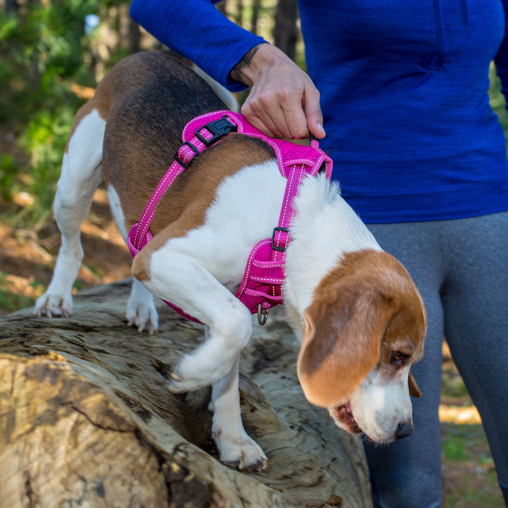 Explore Harness