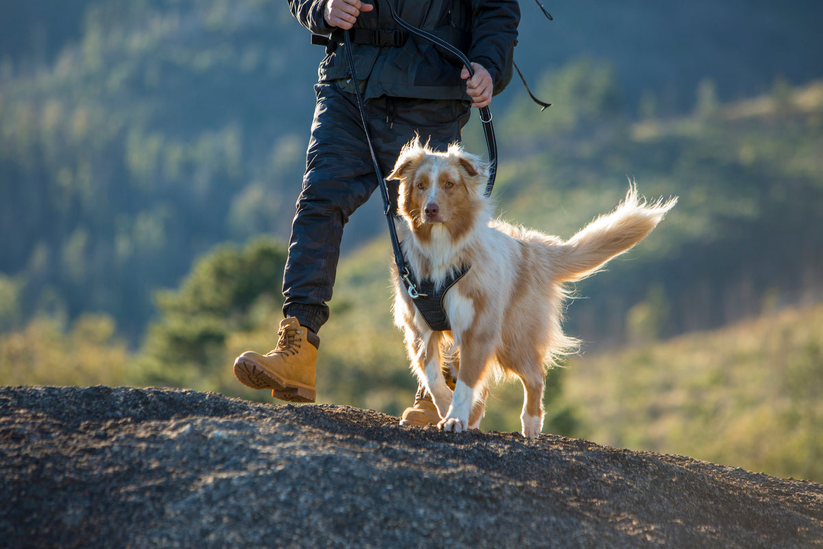 Explore Harness