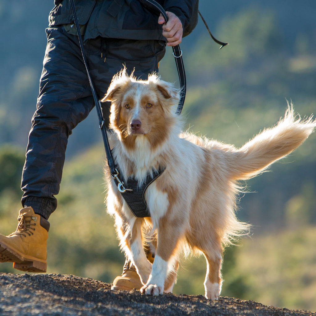 Explore Harness