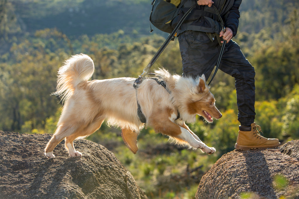 Explore Harness