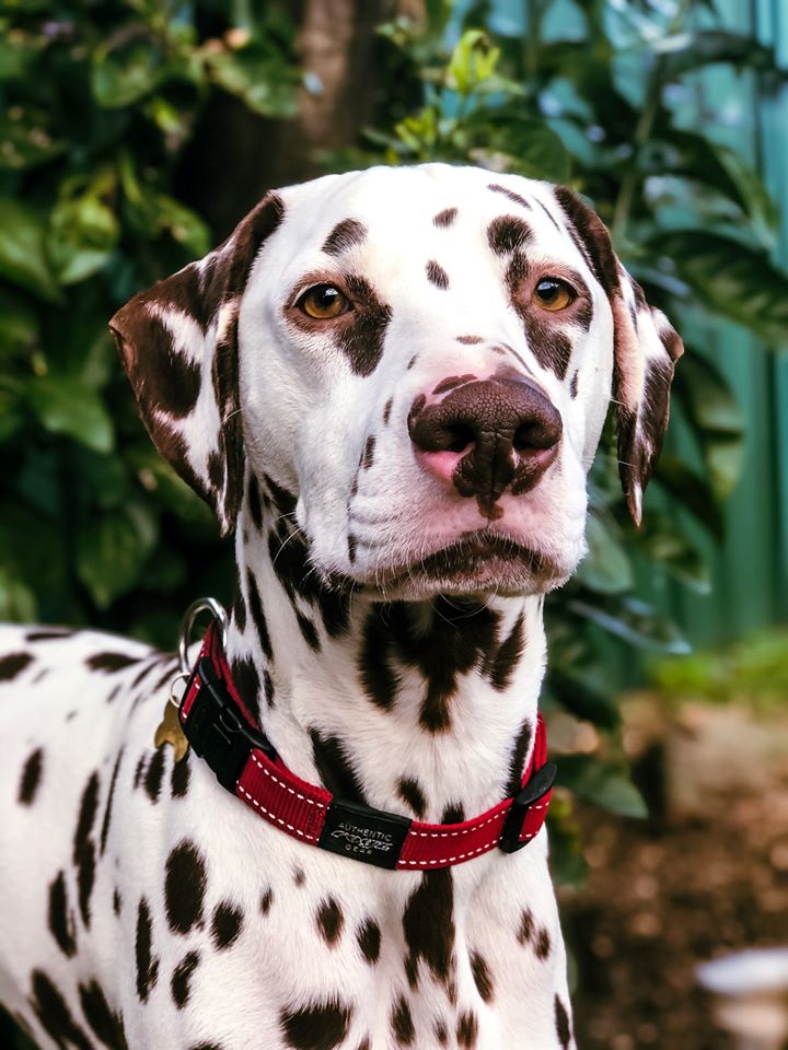Classic Dog Collar